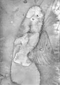 Engel